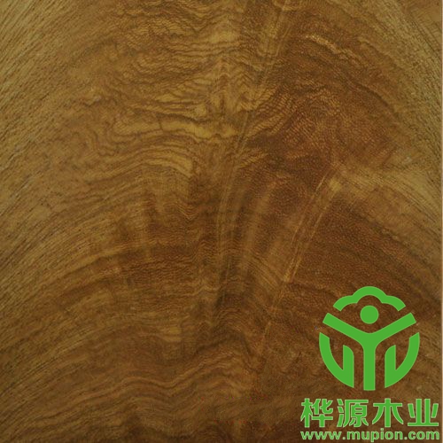 金叉木皮裝修精品0.5mm，高檔樹杈木皮批理供應
